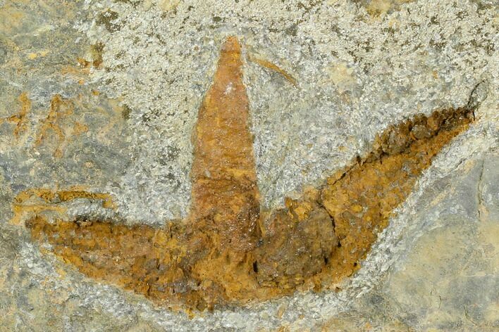 Partial Ordovician Starfish (Petraster?) Fossil - Morocco #118606